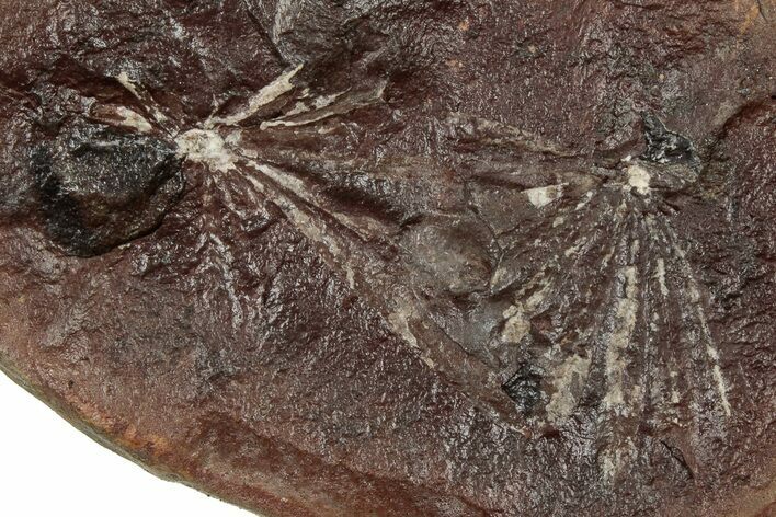 Fossil Horsetail (Annularia) Nodule Half - Mazon Creek #336185